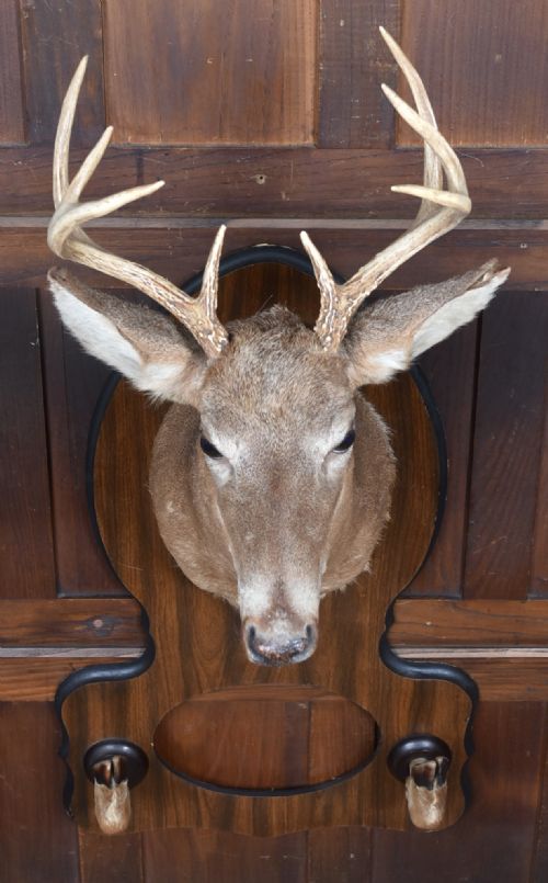 TAXIDERMY WHITETAIL DEER HEAD - ADDITIONAL PHOTO 8