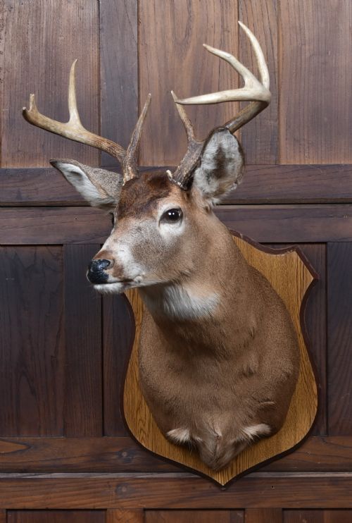 TAXIDERMY 8 POINT WHITETAIL DEER