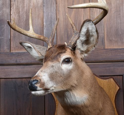 TAXIDERMY 8 POINT WHITETAIL DEER - ADDITIONAL PHOTO 1