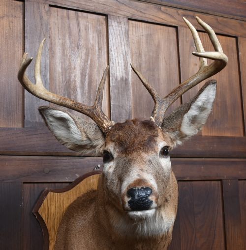 TAXIDERMY 8 POINT WHITETAIL DEER - ADDITIONAL PHOTO 2
