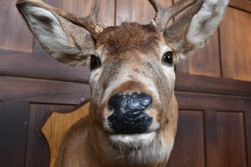 TAXIDERMY 8 POINT WHITETAIL DEER - ADDITIONAL PHOTO 3