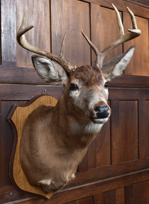 TAXIDERMY 8 POINT WHITETAIL DEER - ADDITIONAL PHOTO 4