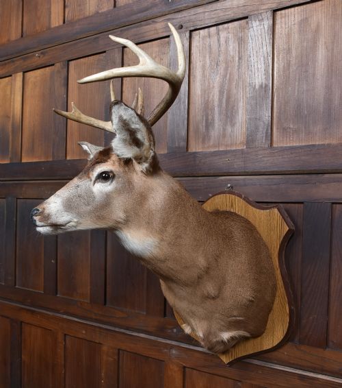 TAXIDERMY 8 POINT WHITETAIL DEER - ADDITIONAL PHOTO 5