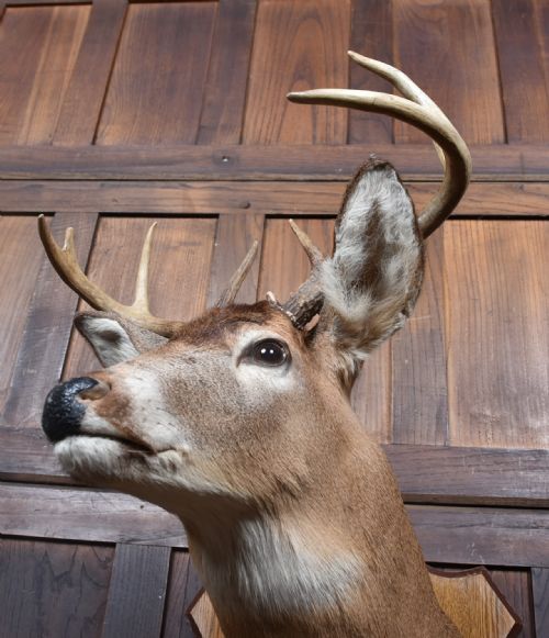 TAXIDERMY 8 POINT WHITETAIL DEER - ADDITIONAL PHOTO 6