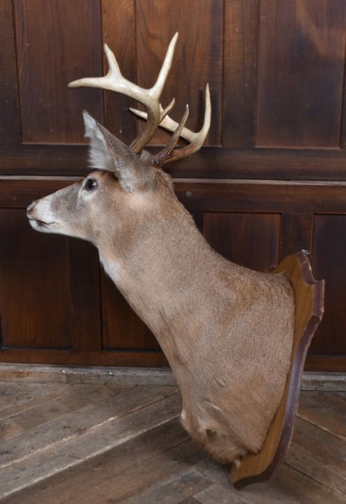 TAXIDERMY 8 POINT WHITETAIL DEER - ADDITIONAL PHOTO 7