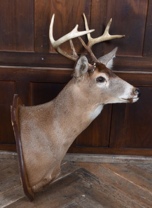 TAXIDERMY 8 POINT WHITETAIL DEER - ADDITIONAL PHOTO 8