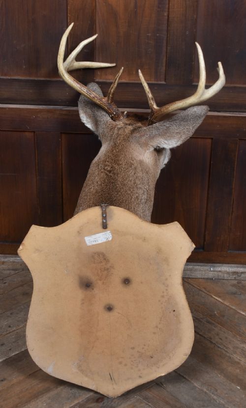 TAXIDERMY 8 POINT WHITETAIL DEER - ADDITIONAL PHOTO 9