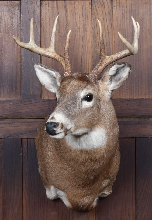 TAXIDERMIST 8POINT WHITETAILED DEER