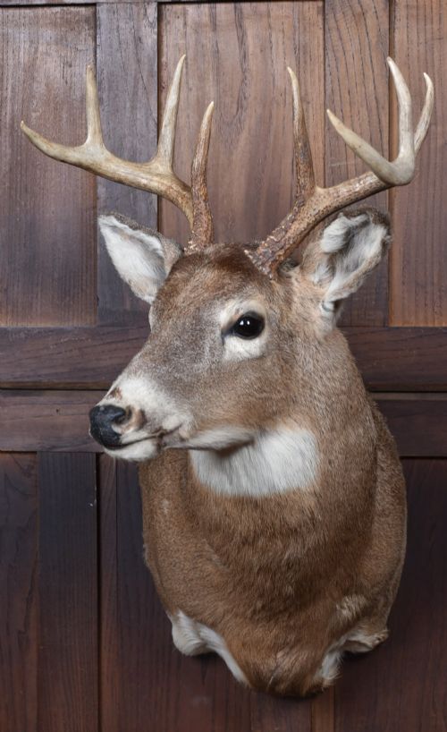 TAXIDERMIST 8POINT WHITETAILED DEER - ADDITIONAL PHOTO 1