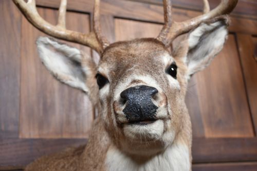 TAXIDERMIST 8POINT WHITETAILED DEER - ADDITIONAL PHOTO 3