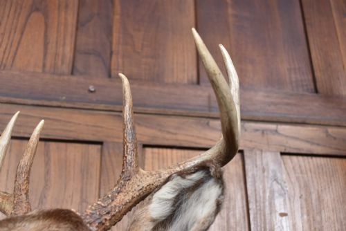 TAXIDERMIST 8POINT WHITETAILED DEER - ADDITIONAL PHOTO 7