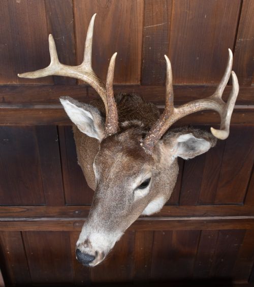 TAXIDERMIST 8POINT WHITETAILED DEER - ADDITIONAL PHOTO 8