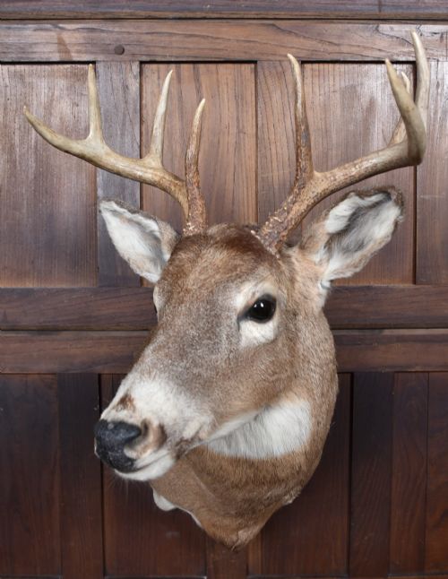 TAXIDERMIST 8POINT WHITETAILED DEER - ADDITIONAL PHOTO 9