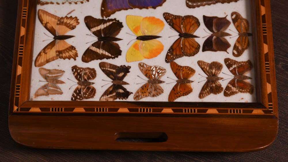 Taxidermy Butterfly serving tray  View II