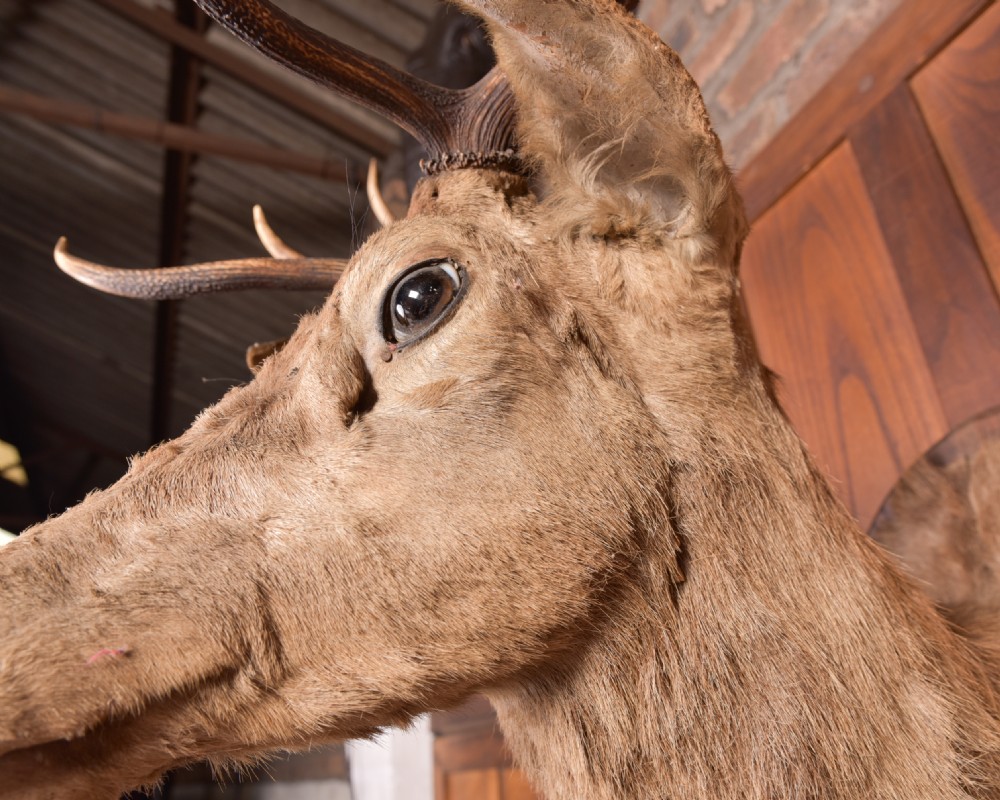 Handsome Taxidermy Stags Head  View V