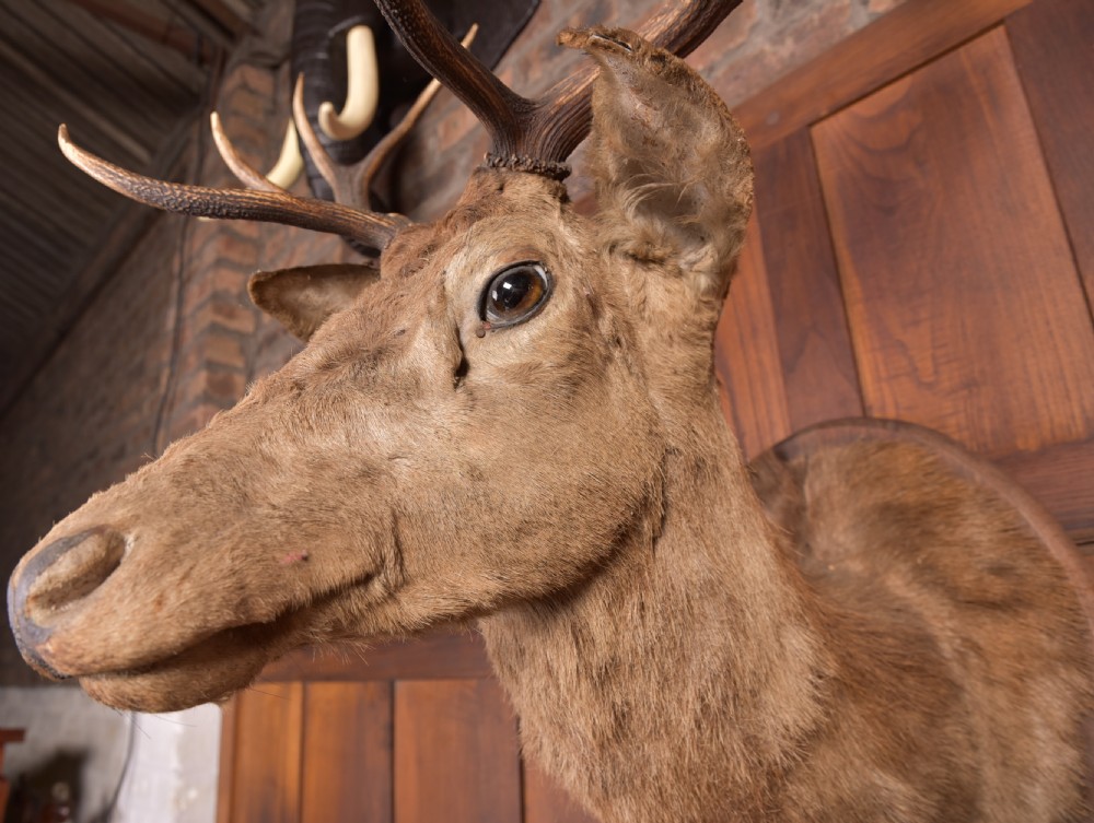 Handsome Taxidermy Stags Head  View VI