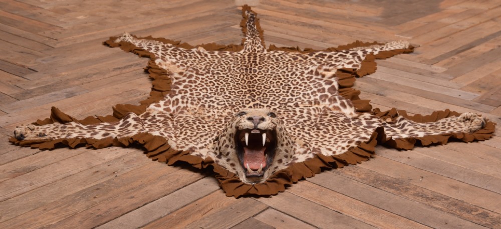 19th Century Taxidermy Leopard 