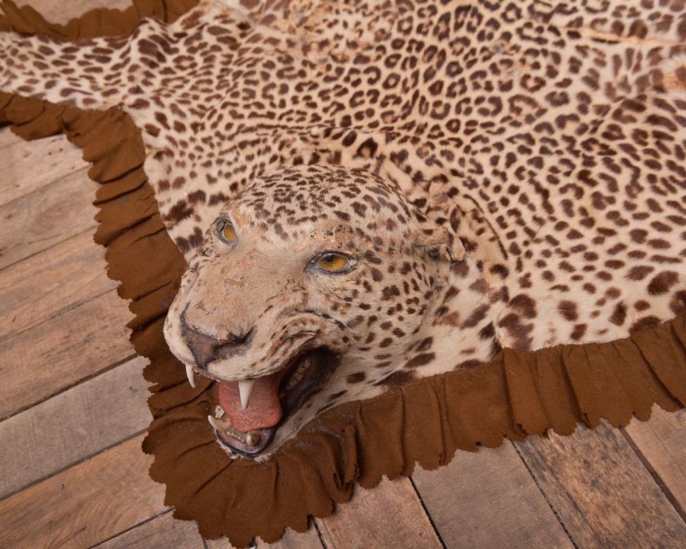 19th Century Taxidermy Leopard  View IV