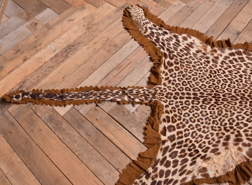 19th Century Taxidermy Leopard  View VII