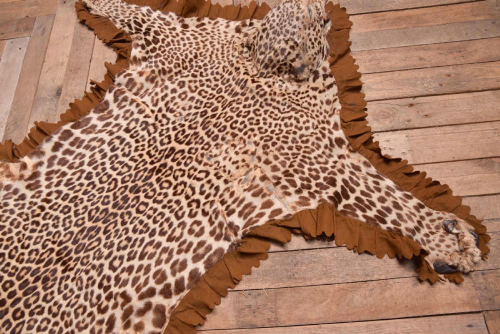 19th Century Taxidermy Leopard  View IX