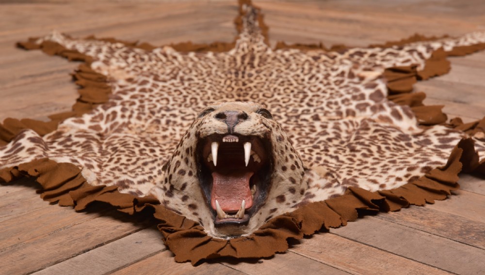 19th Century Taxidermy Leopard  View X