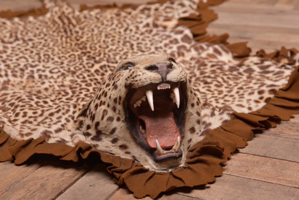 19th Century Taxidermy Leopard  View XIV