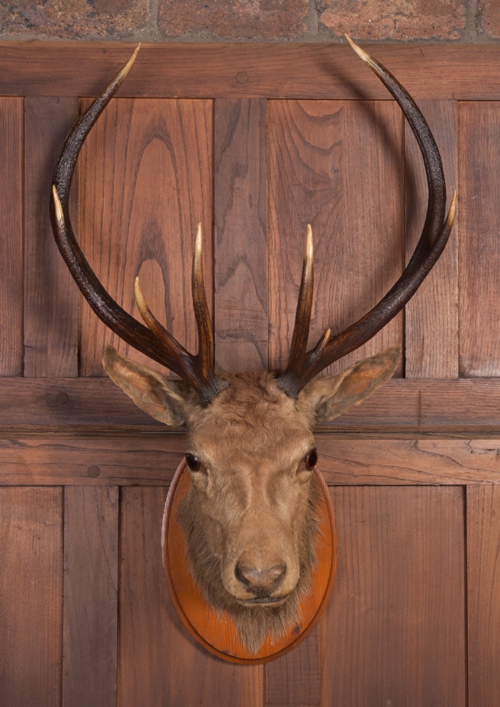 Victorian Taxidermy Stag