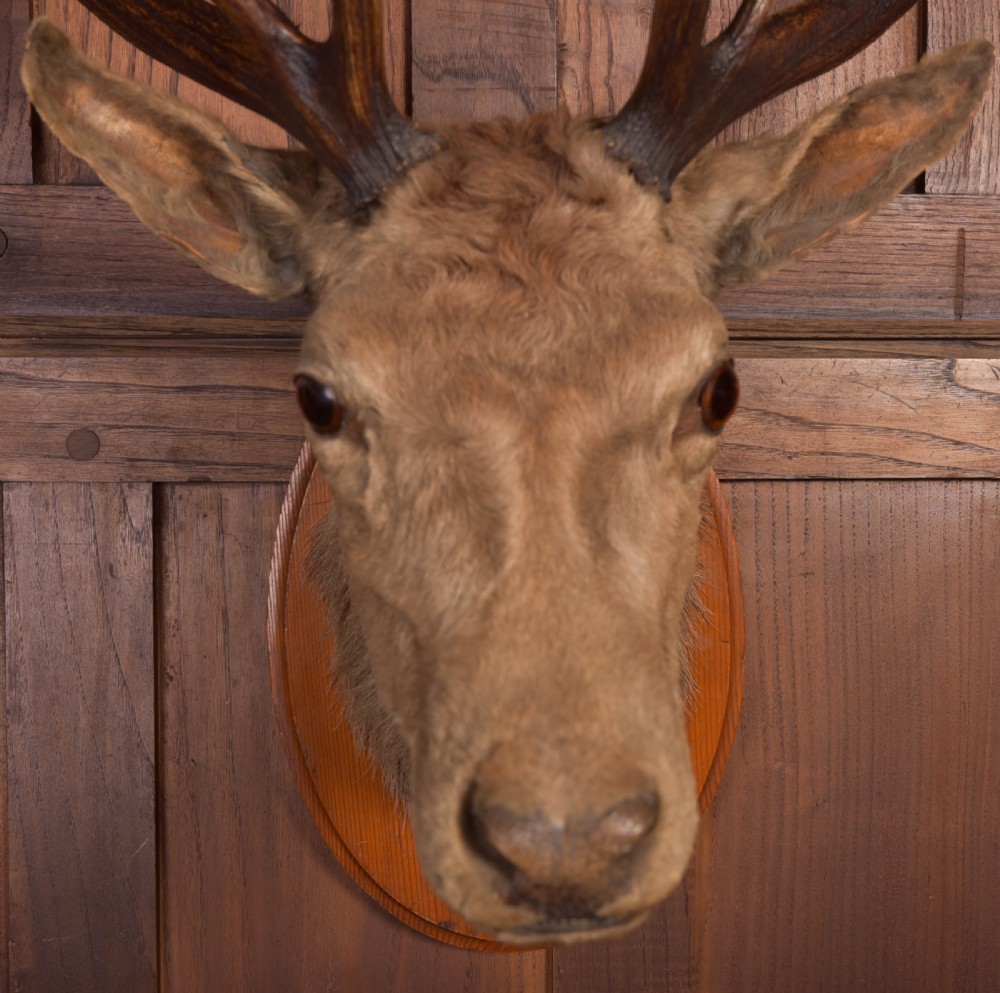 Victorian Taxidermy Stag View II