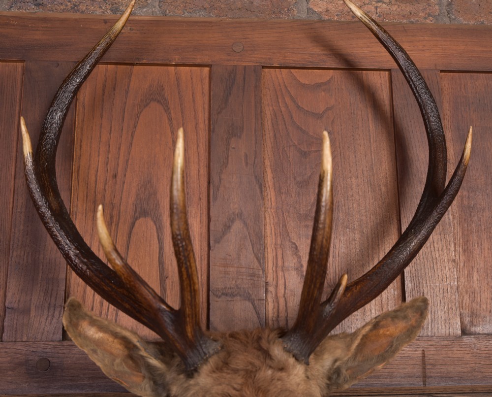 Victorian Taxidermy Stag View III
