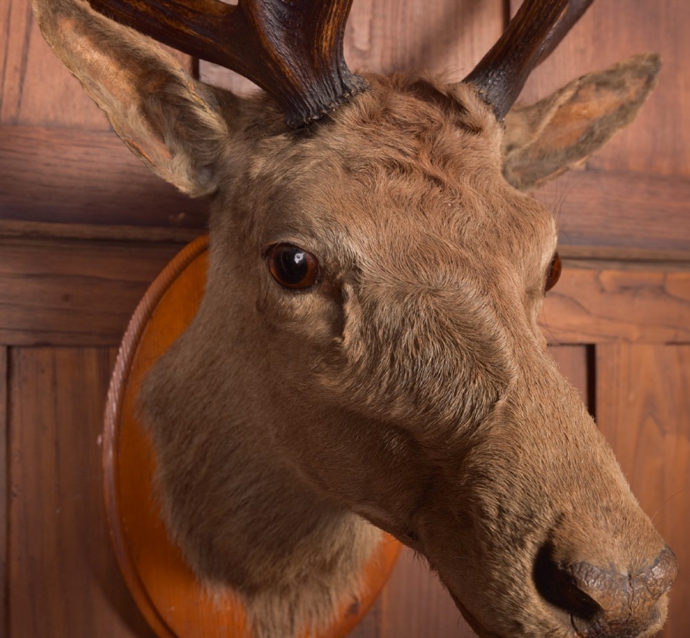 Victorian Taxidermy Stag View IV