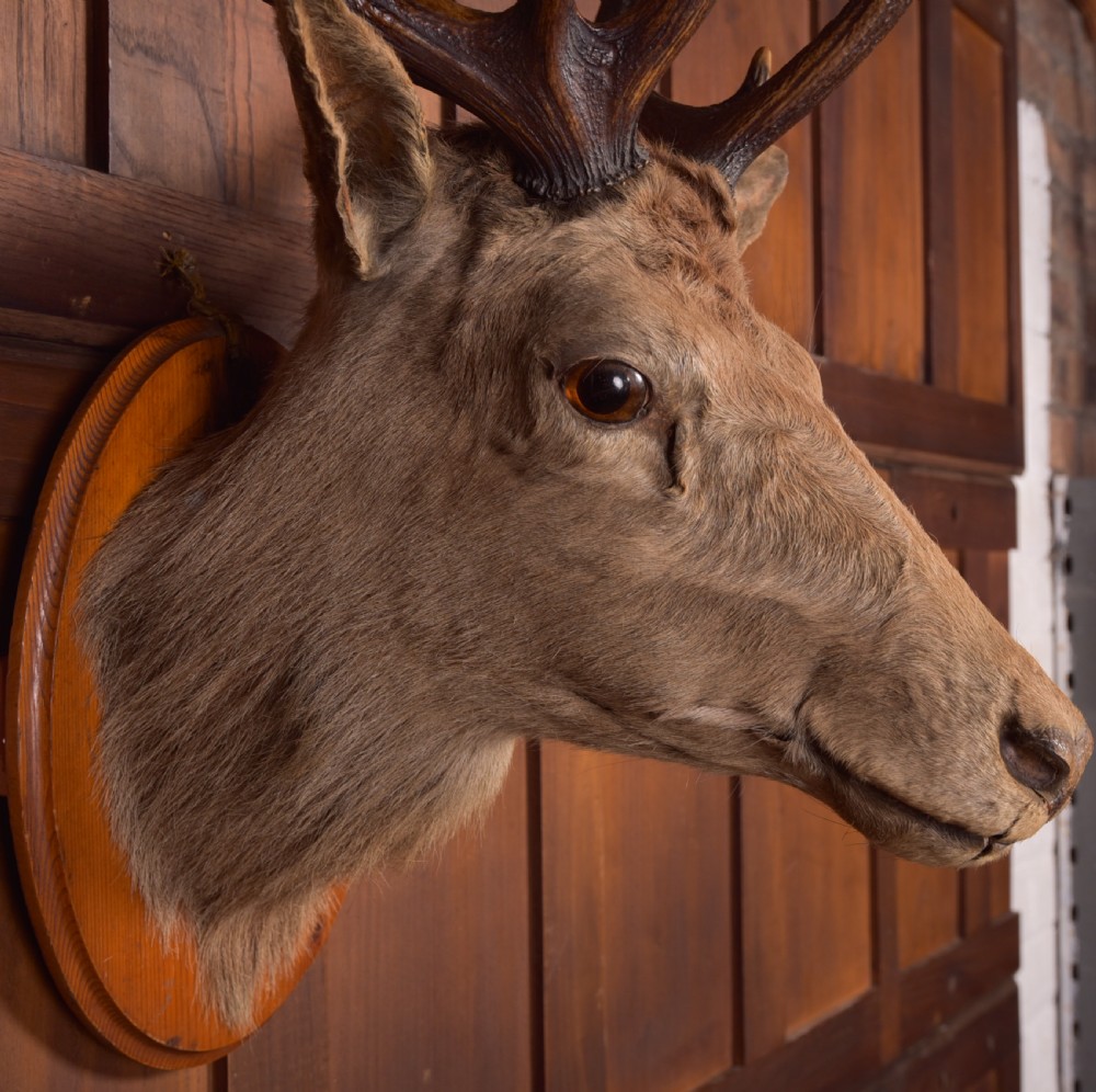 Victorian Taxidermy Stag View V