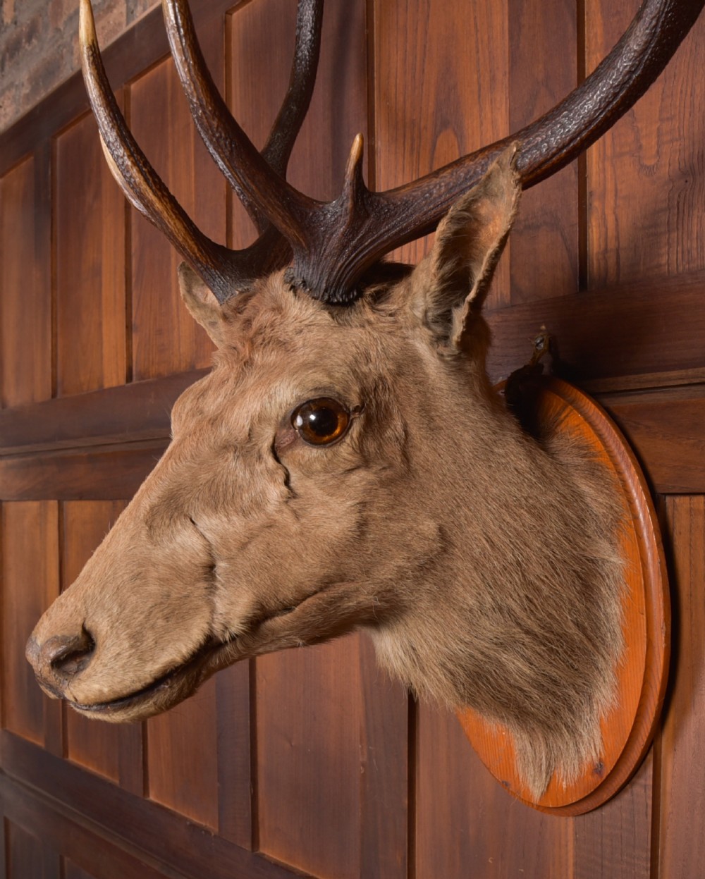 Victorian Taxidermy Stag View VI
