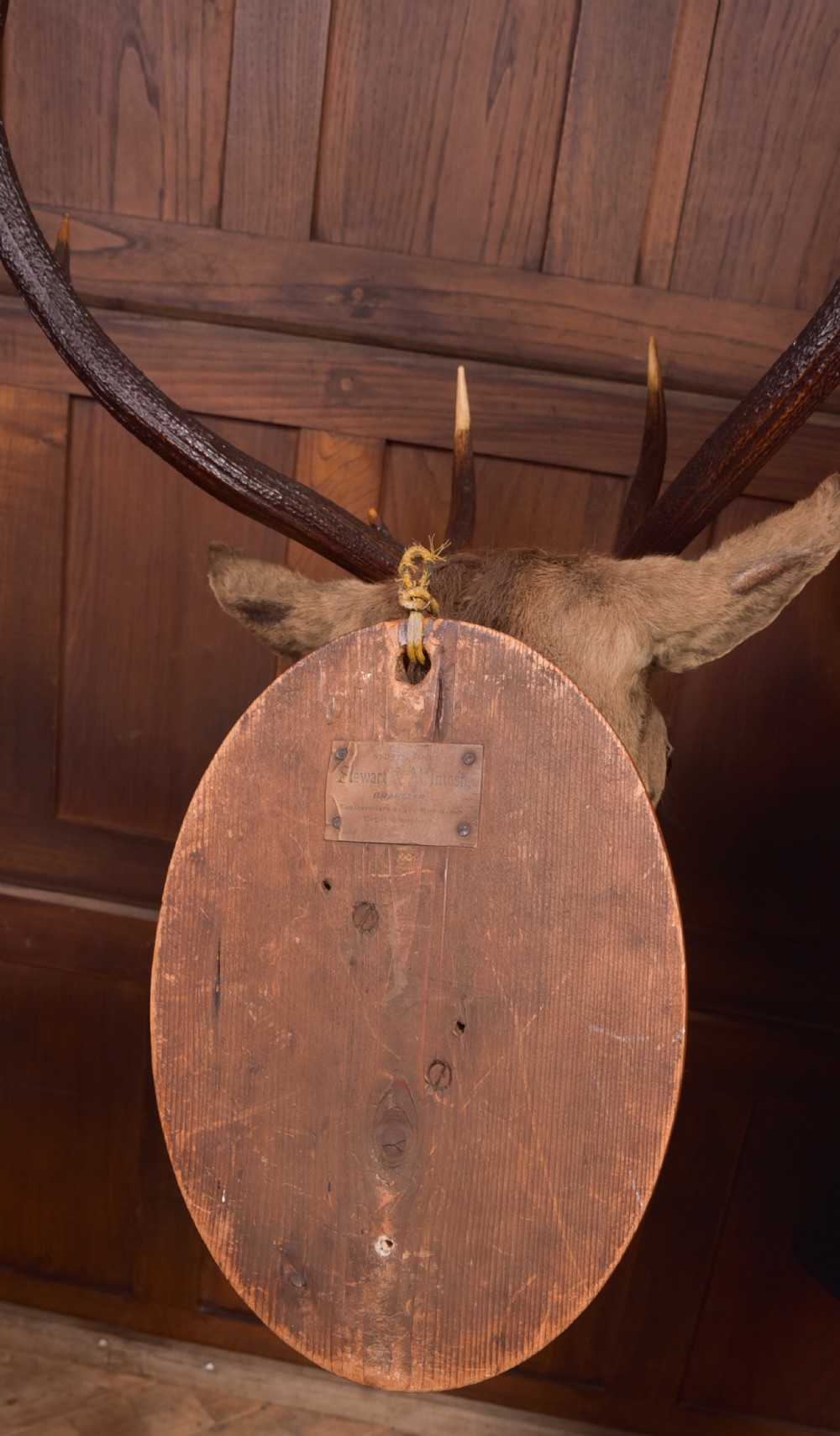 Victorian Taxidermy Stag View VIII