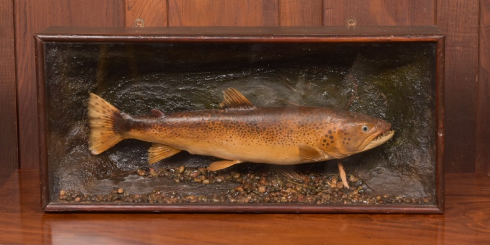 Taxidermy Brown Trout