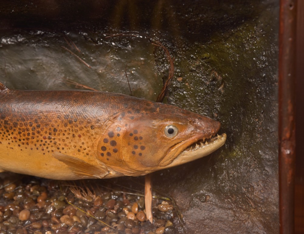 Taxidermy Brown Trout View II