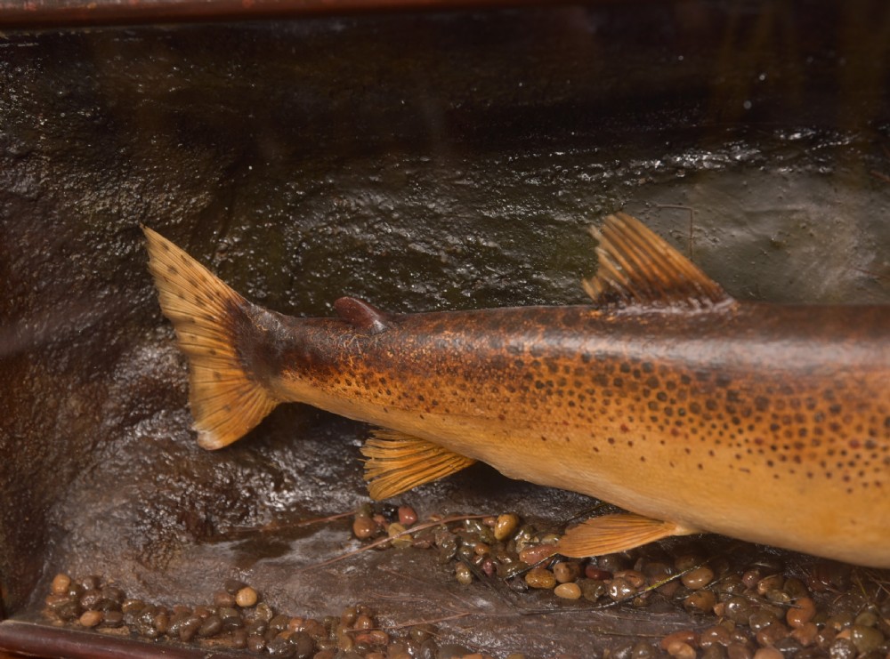 Taxidermy Brown Trout View III