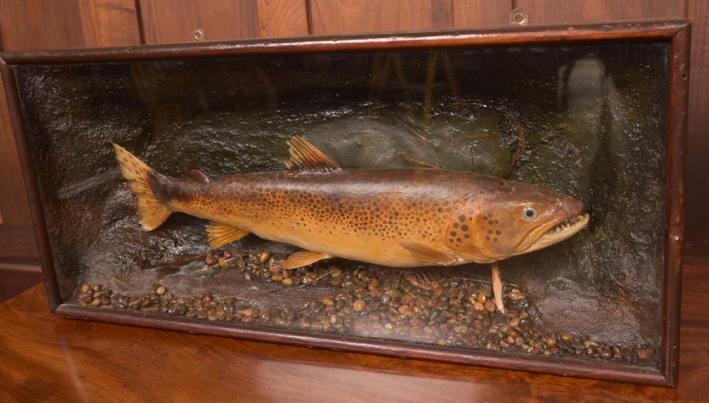 Taxidermy Brown Trout View IV