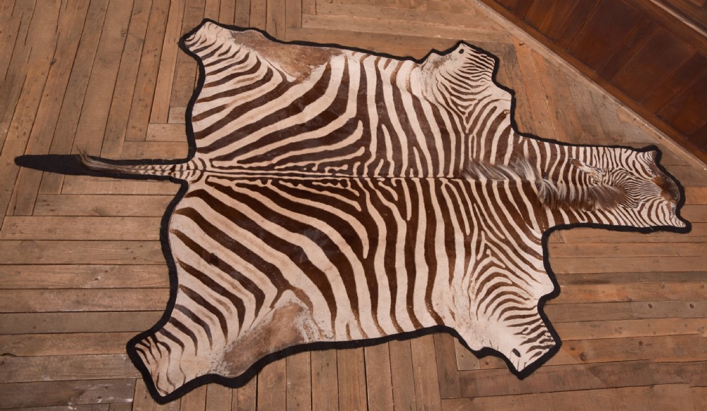 Zebra Rug View II