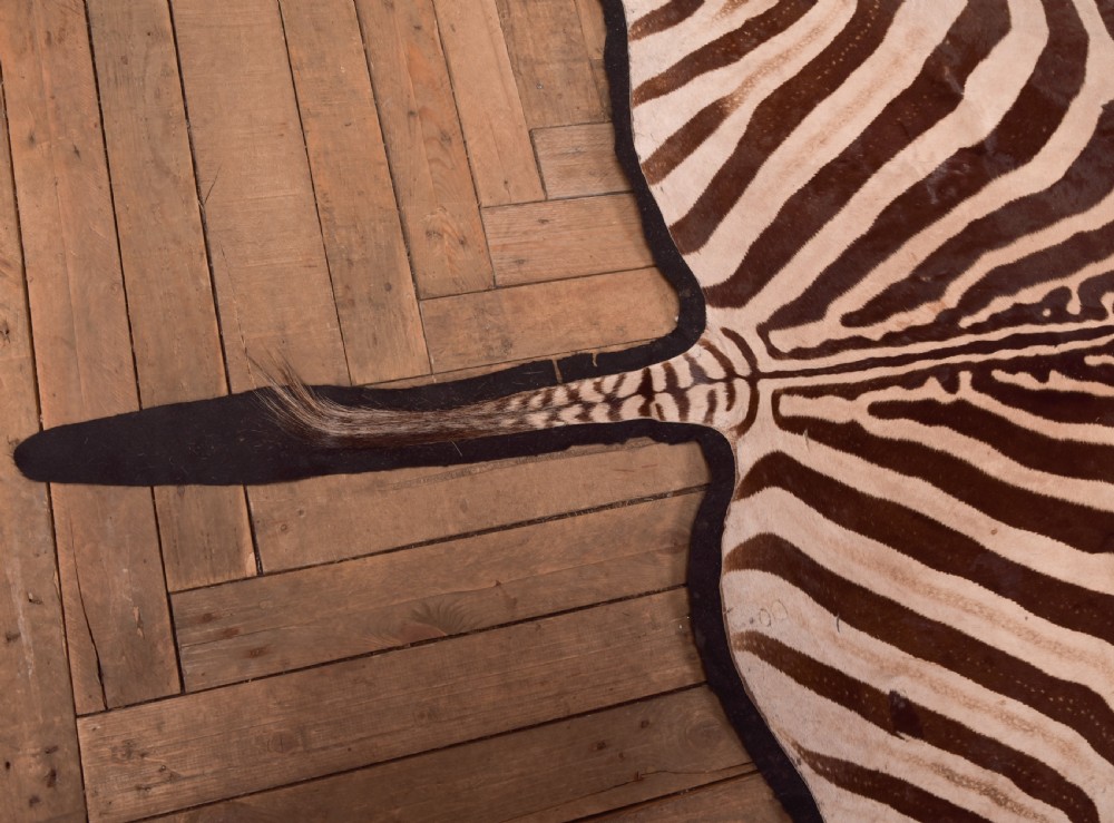 Zebra Rug View III