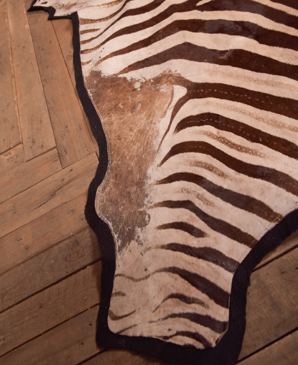 Zebra Rug View IV