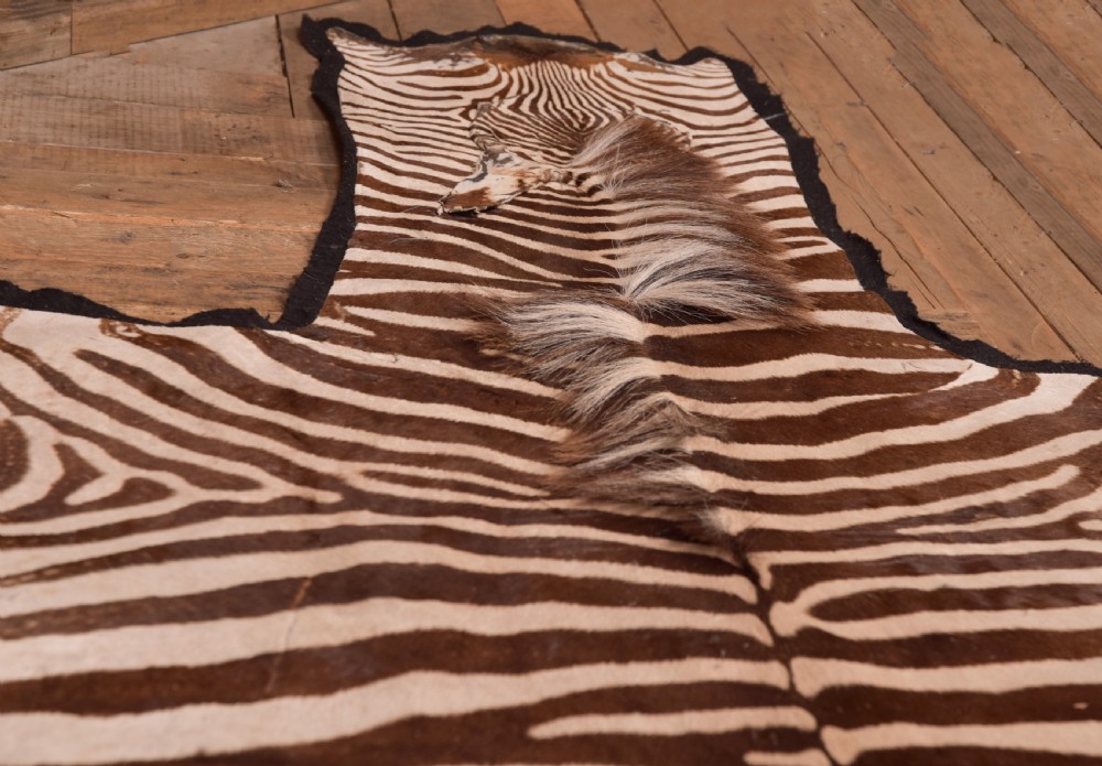Zebra Rug View V