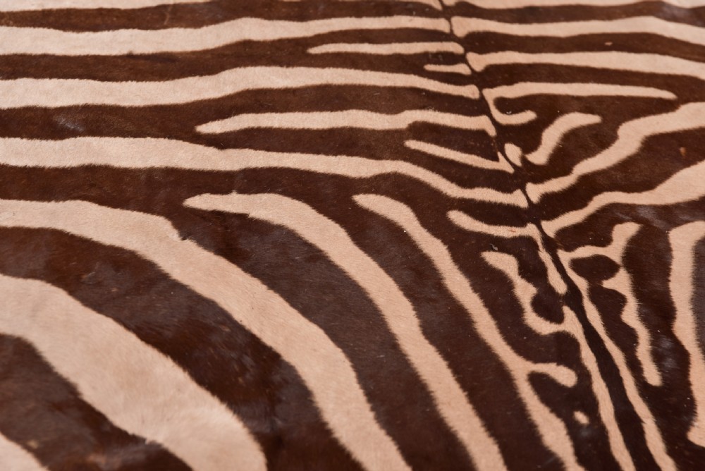 Zebra Rug View VI