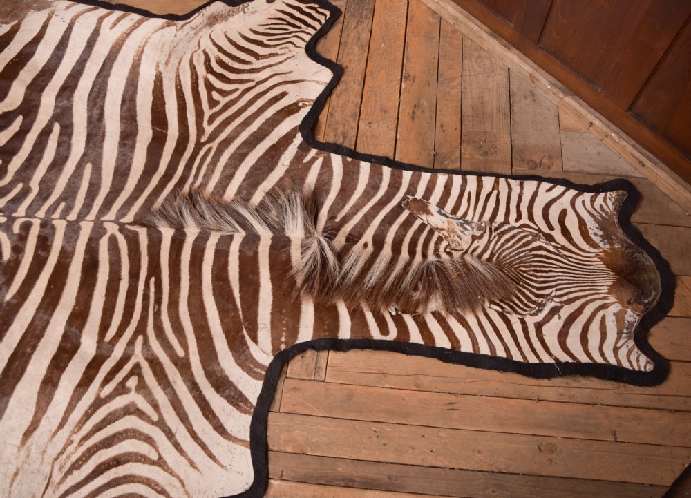 Zebra Rug View VIII