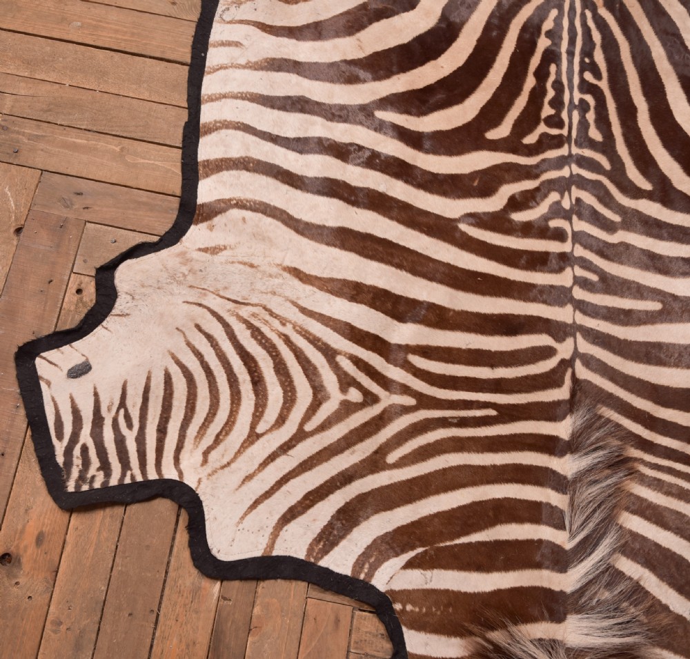 Zebra Rug View IX
