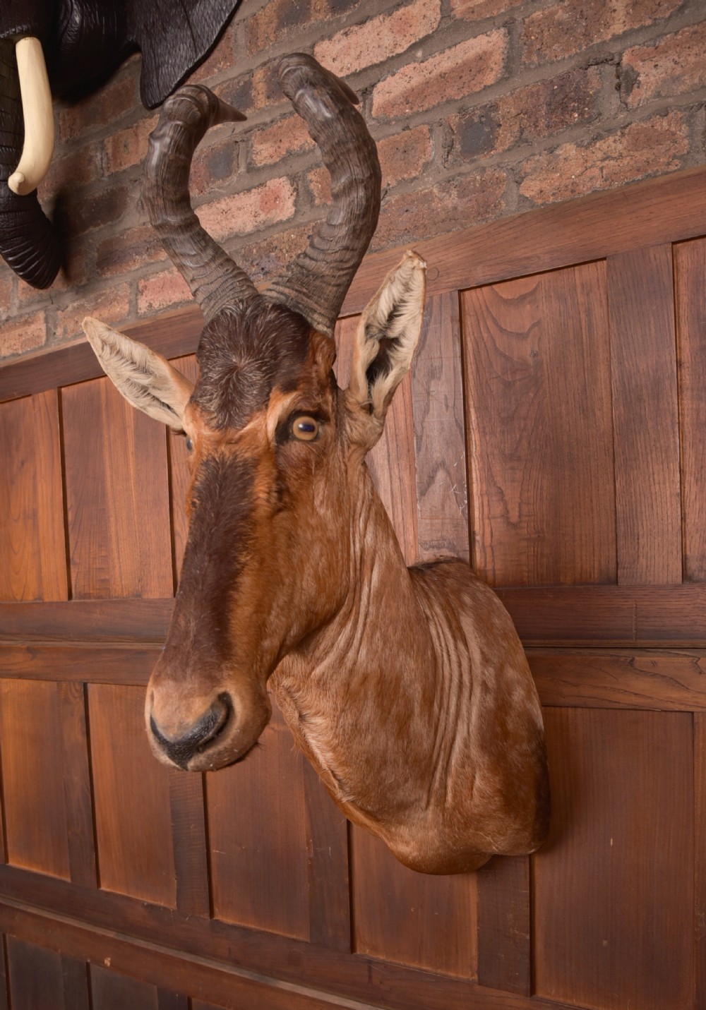 African Red Hartebeest View II