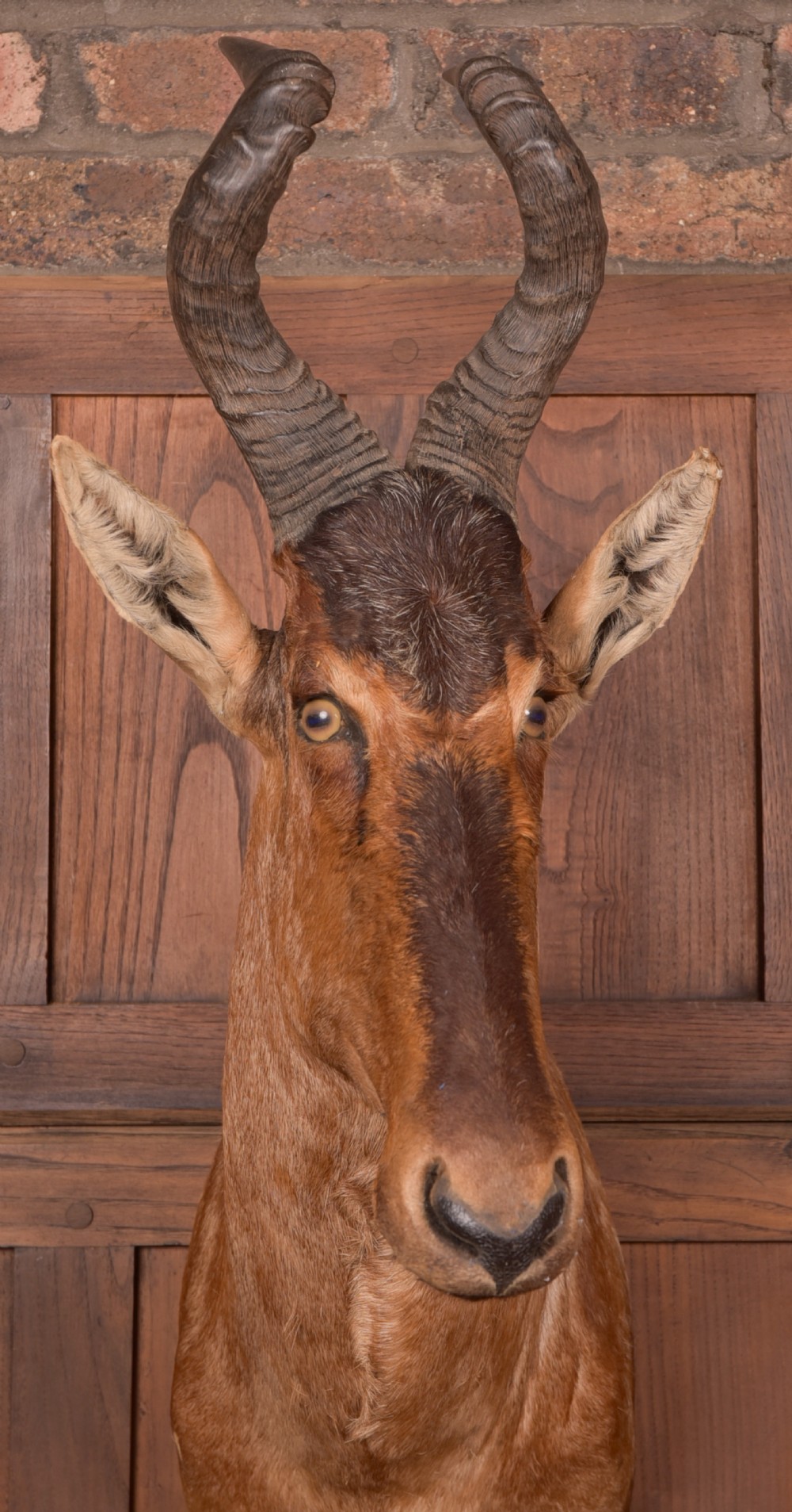 African Red Hartebeest View III