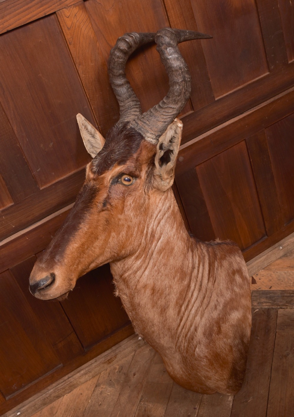African Red Hartebeest View IV
