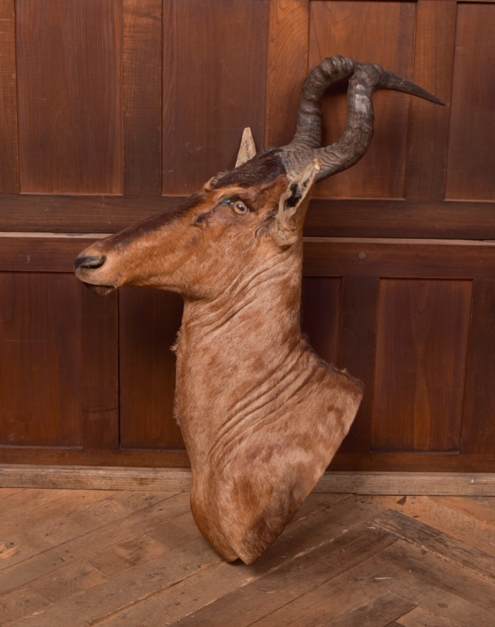 African Red Hartebeest View V