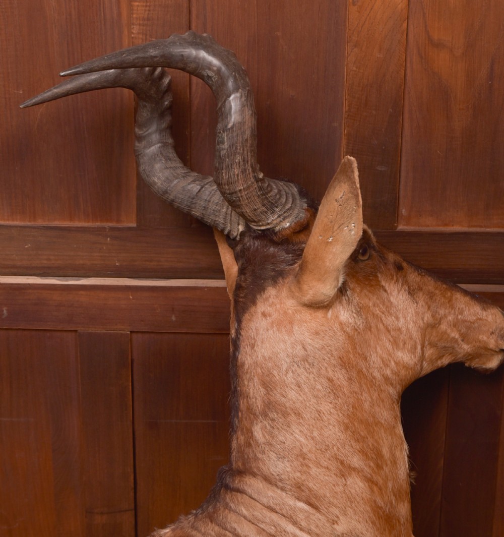 African Red Hartebeest View VII