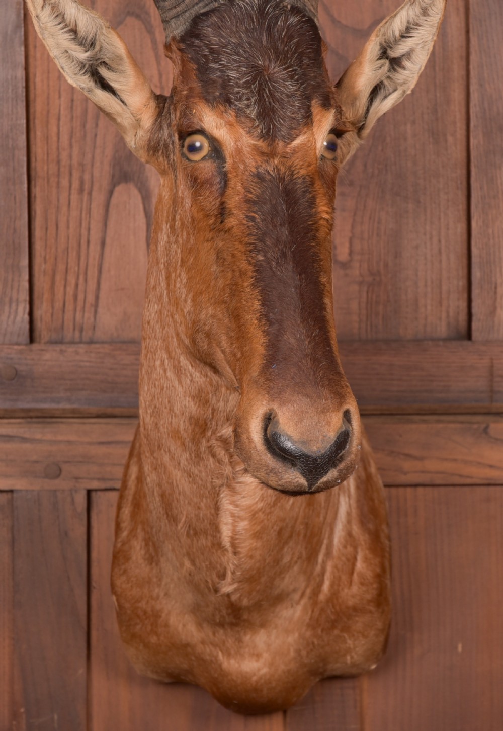 African Red Hartebeest View VIII